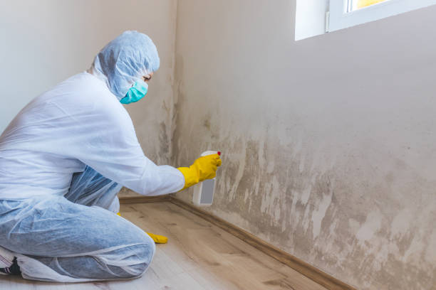 Licensed Attic Mold Remediation service in Harrisburg, IL - Car Mold Remediation